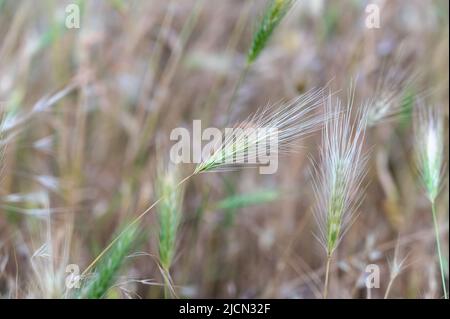 Hordeum murinum, allgemein bekannt als Wandgerste oder falsche Gerste. Nahaufnahme von Stacheletts eines Unkrauts, das für Haushunde gefährlich ist. Kann in einem Haustier f stecken bleiben Stockfoto