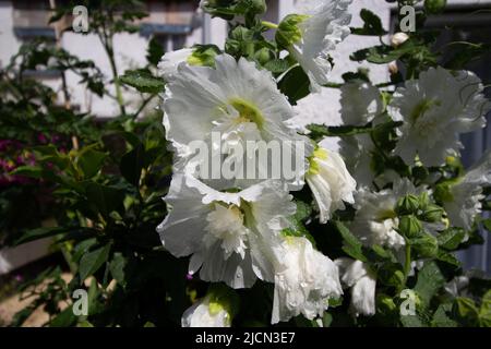 Nahaufnahme von weißen Hollyhocks in einem englischen Landgarten Mit Gebäuden im Hintergrund Stockfoto