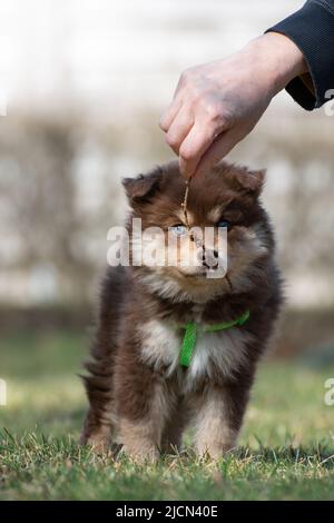 Porträt eines finnischen Lapphunds und Welpen im Freien Stockfoto
