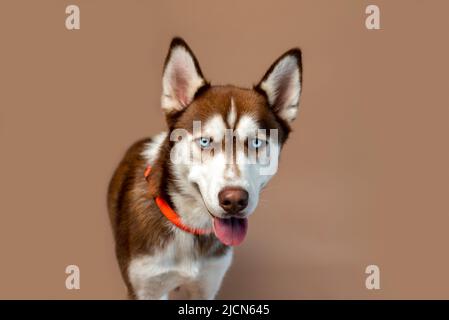 Roter Husky-Hund vor bräunlichem Hintergrund, Studiofoto eines sibirischen Husky-Welpen. Stockfoto