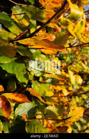 Grün und goldgelb Herbstbuche (Fagus sylvatica) Blätter in der Morgensonne Stockfoto