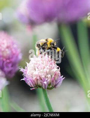 Hummeln paaren sich - bombus partorum (frühe Hummeln) paaren sich auf Schnittblumen - Großbritannien Stockfoto