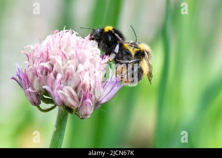 Hummeln paaren sich - bombus partorum (frühe Hummeln) paaren sich auf einer Schnittblume mit der Genitalkapsel des kleineren Mannes sichtbar - UK Stockfoto