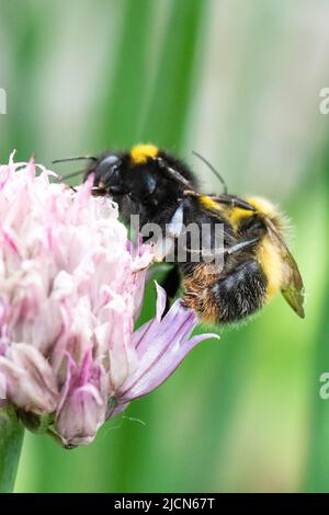 Hummeln paaren sich - bombus partorum (frühe Hummeln) paaren sich auf einer Schnittblume mit der Genitalkapsel des kleineren Mannes sichtbar - UK Stockfoto