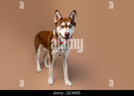 Roter Husky-Hund vor bräunlichem Hintergrund, Studiofoto eines sibirischen Husky-Welpen. Stockfoto