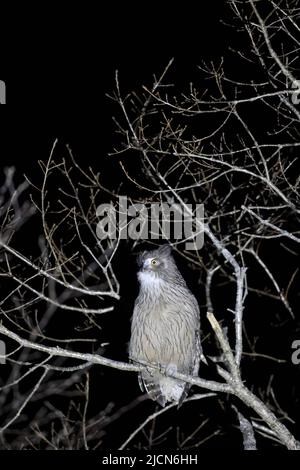 Blakiston's Fish Owl (Ketupa blakistoni) in Hokkaido, Japan Stockfoto