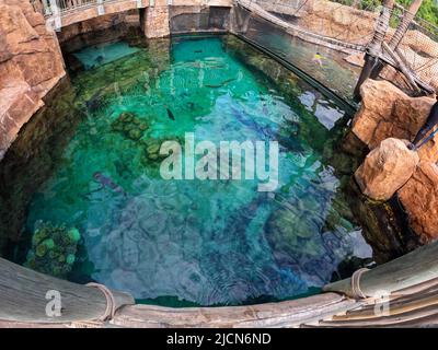 Das Haifischbecken in einem Aquarium mit Black Tip Reef, White Tip Reef, Bonnebhead, Zebra und Nurse Sharks, die in einem großen Gehege schwimmen. Stockfoto