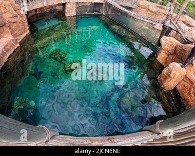 Das Haifischbecken in einem Aquarium mit Black Tip Reef, White Tip Reef, Bonnebhead, Zebra und Nurse Sharks, die in einem großen Gehege schwimmen. Stockfoto