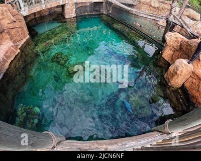 Das Haifischbecken in einem Aquarium mit Black Tip Reef, White Tip Reef, Bonnebhead, Zebra und Nurse Sharks, die in einem großen Gehege schwimmen. Stockfoto