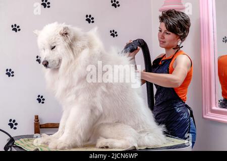 Eine professionelle Hündin trocknet an der Luft und bürstet einen schönen sibirischen Samoyed, weißen Husky Hund in einem Tiersalon. Stockfoto