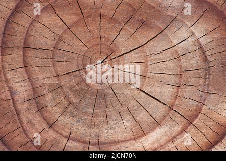 Schnittfläche eines alten Baumes. Detaillierte warme rot-braune Töne eines gefällten Rumpfes oder Stumpfes. Raue organische Textur von Holzringen mit Nahaufnahme Stockfoto