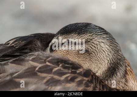 Weibliche Mallard Duck auf einem städtischen See mit Bootstouren Stockfoto