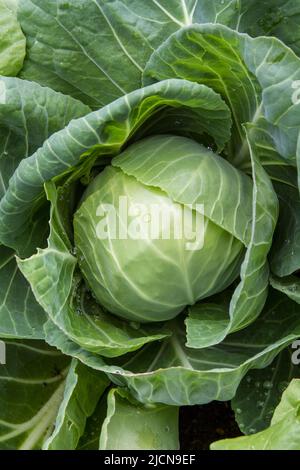 Nahaufnahme des Reifen Kopfes eines Tiara-Kohls (Brassica oleracea Capitata), ein früheres grünes Laubgrün mit Regentropfen auf den Blättern. Stockfoto