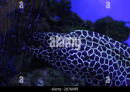 Moraalfische in blauem Licht in der Nahaufnahme des Aquariums. Wildfische, die unter künstlichen Bedingungen gehalten werden. Hochwertige Fotos Stockfoto