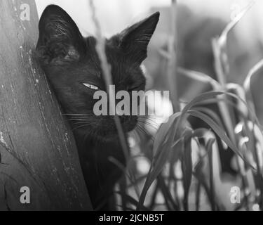 Eine schwarze Hauskatze oder streunende Katze gucken. Ein Foto. Schwarz und weiß Stockfoto