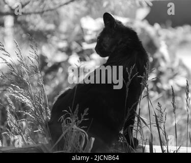 Eine schwarze Hauskatze oder streunende Katze. Ein Foto. Schwarz und weiß Stockfoto