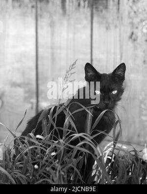 Eine schwarze Hauskatze oder streunende Katze gucken. Ein Foto. Schwarz und weiß Stockfoto