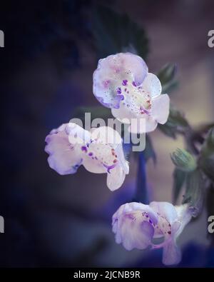 Blaues Nepeta-Cataria-Makro. Hintergrund. Foto Stockfoto