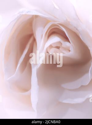 Fading Creme Rose Makro. Ein Foto. Stockfoto