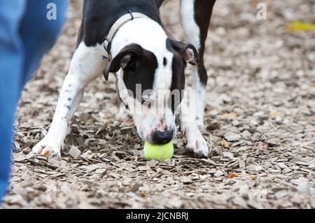 Ein schwarz-weißer Rettungshund spielt mit einem gelben Tennisball. Stockfoto