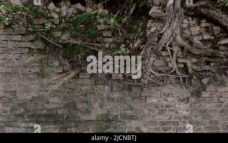 Schmutzige, urige, alte Backsteinwand. Ein Baum sprießt durch die Wand. Graue Hintergrundwand mit Boden. Wand, um gleitenden Boden auf einem Hügel zu enthalten Stockfoto