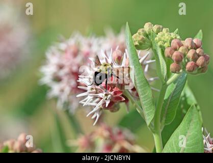 Eine große Bumblebee, die auf eine auffällige Milkweed-Blume mit einem sanft abgebildeten Hintergrund zufliegt. Stockfoto