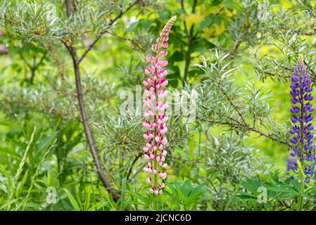 Rosa Lupine oder Wolfbohne, lat. Lupinus ist eine Pflanzengattung aus der Familie der Fabaceae. Wilde Natur. Stockfoto