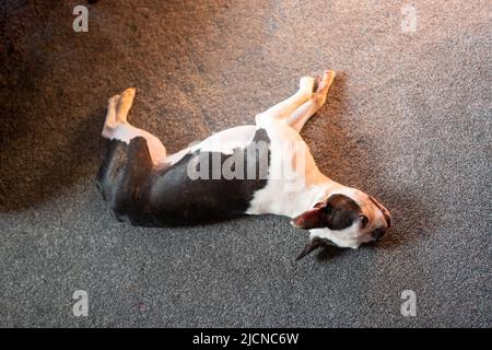 Der junge Boston Terrier Hund liegt auf einem grauen Teppich, der von oben gesehen ruht. Stockfoto