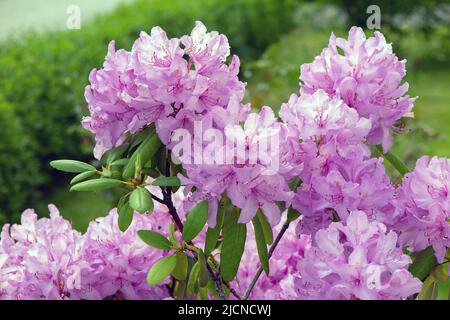 Rhododendronblüte in Malmkoping schweden Stockfoto