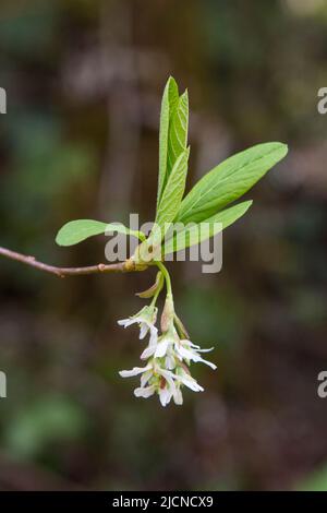 Vertikalbild von Blättern und Blumen auf einem Frühlingsblütenstümpfe im Pazifischen Nordwesten der USA. Stockfoto