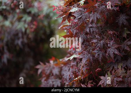 Regen auf farbenfrohe Ahornblätter an einem regnerischen Frühlingstag, mit schönen Kontrasten in Rot und Grün Stockfoto