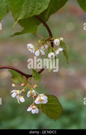 Pasha Male Arctic Beauty Kiwi Rebe (Actinidia kolomikta) blüht im späten Frühjahr mit kleinen weißen Blüten im Hausgarten. Stockfoto