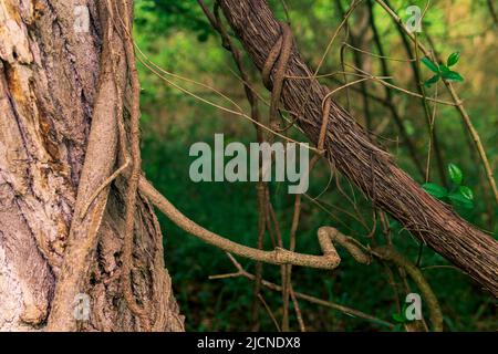 Stängel von Kletterpflanzen und schleichenden Pflanzen in einem subtropischen Wald aus nächster Nähe Stockfoto