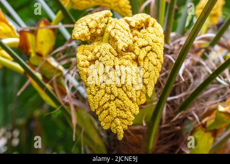 Blühende Hanfpalme (Trachycarpus fortunei) im Garten, Regenwald, Park, Dschungel. Stockfoto