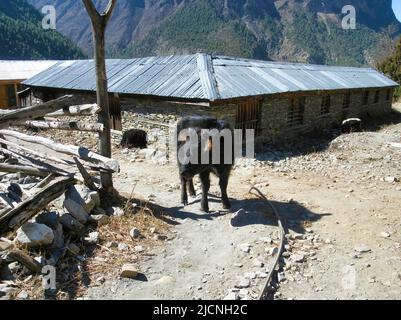 Upper Pisang Village, um Annapurna Trek, Manang District, Gandaki Zone, Nepal Himalaya, Nepal. Stockfoto