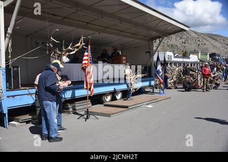 Jackson, WY. USA. 5/21/2022. Boy Scouts of America: Jährliche Auktion von Elch- und Elchgeweih plus Bisons-Schädel. Startpreis pro Pfund: $18 Stockfoto