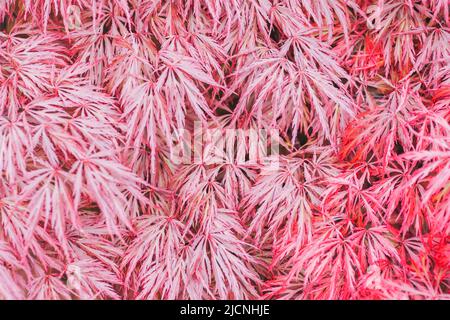 Rote Herbstblätter von weinenden Laceleaf japanischen roten Ahorn, Acer palmatum. Textur, Hintergrund. Selektiver Fokus. Stockfoto