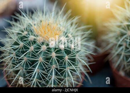 Echinocactus grusonii, goldener Fasskaktus im Sonnenlicht, Nahaufnahme. Stockfoto