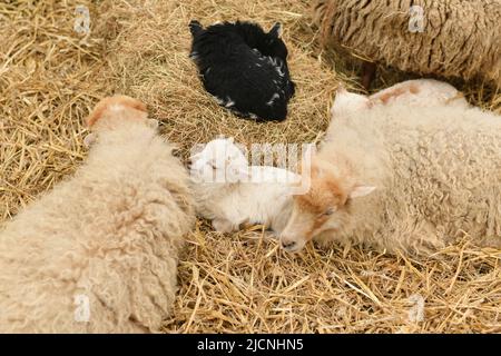 Neugeborenes Lamm liegt im Heu. Stockfoto