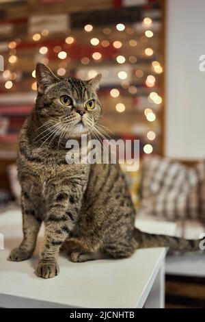 Die Katzenrasse British Blue steht auf dem Tisch Stockfoto