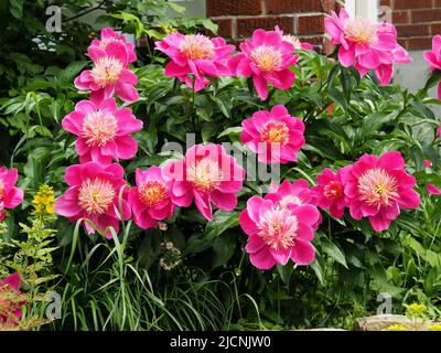 Busch voller leuchtend rosa Pfingstrosen (Paeonia lactiflora) in voller Blüte im späten Frühjahr in Ottawa, Ontario, Kanada. Stockfoto