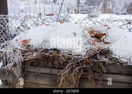 Alte große Kiste aus Holz draußen auf dem Hinterhof in der Nähe von Musch Netz Zaun voller Mulch platziert. Kompostgrube und organischer Dünger für den Landgarten Stockfoto