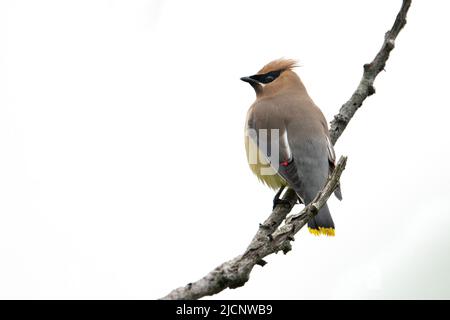 Ein Zedernwachsflügel, der auf einem Ast thront Stockfoto