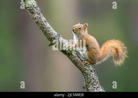 Ein rotes Eichhörnchen klettert einen Zweig entlang Pine Creek in Pennsylvania. Stockfoto