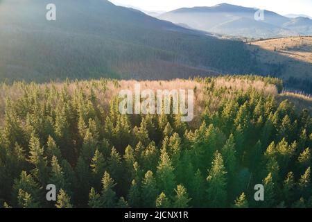 Luftaufnahme der erstaunlichen Landschaft mit Lichtstrahlen, die durch nebligen dunklen Wald mit Pinien bei Herbstsonnenaufgang leuchten. Schöner wilder Wald im Morgengrauen Stockfoto