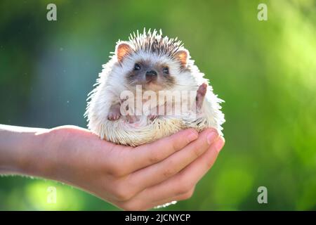 Menschliche Hände halten kleine afrikanische Igel Haustier im Freien am Sommertag. Haustierhaltung und Haustierpflege Konzept Stockfoto