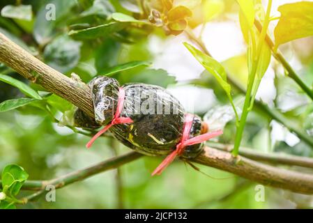 Limettenvermehrung, Pfropfpflanze auf Zitronenbaum Zweig in Bio-Landwirtschaft Bauernhof Stockfoto