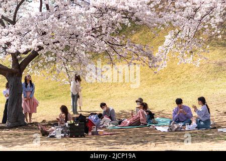 Menschen, die am 10. April 2022 unter blühenden Kirschblütenbäumen im Seoul Olympic Park, Südkorea, Picknicken Stockfoto