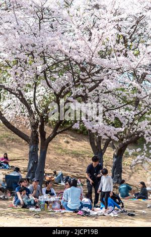 Menschen, die am 10. April 2022 unter blühenden Kirschblütenbäumen im Seoul Olympic Park, Südkorea, Picknicken Stockfoto