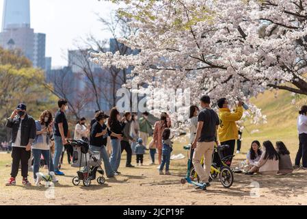 Menschen, die am 10. April 2022 unter blühenden Kirschblütenbäumen im Seoul Olympic Park, Südkorea, Picknicken Stockfoto